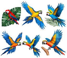 Set of parrot ilustration with texture