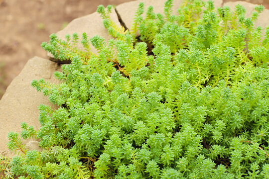 stonecrop sedum texture background and stone. small green succulent plants a lot. top view, full frame