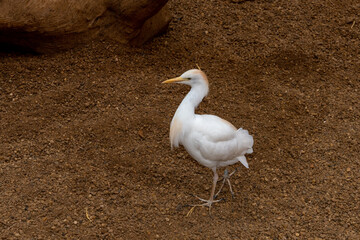 ptactwo, czapla biała, biała, czapla, © Romek