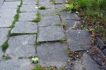 Damaged sidewalk with concrete blocks - the tree roots grew under the pavement, damaging it