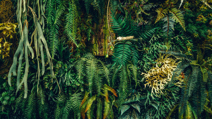 Close-up view of a group of tropical green leaves, textured and abstract background. This natural leafy backdrop embodies a tropical nature concept.