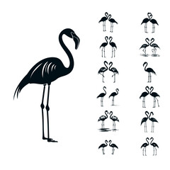 Elegant Avian Ascendance: Exploring the Flamingo Vector Bundle