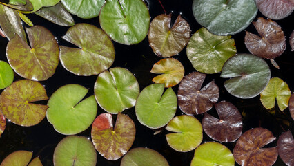 Water lilies pads, natural background as seen from above.