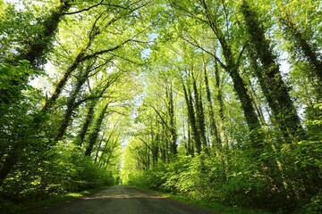 Country road through spring deciduous forest, Poland