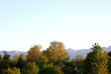 Fototapeta premium Mountain forest, illuminated by warm sunlight.