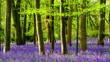 The Bluebells In Chalkney Wood in Springtime