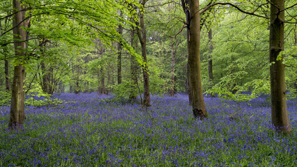 The Bluebells In Chalkney Wood in Springtime
