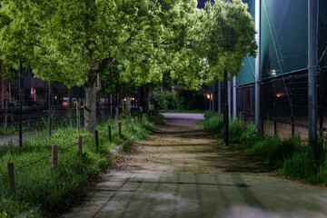街路樹に覆われた深夜の道