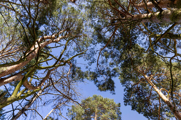 tall pines with green foliage in spring