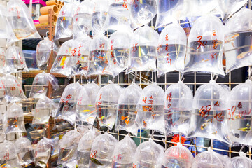 Sale of pet fish in Hong Kong Mongkok Tung Choi street