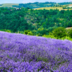 Lavender field in bloom, Sale San Giovanni, Piedmont, Italy