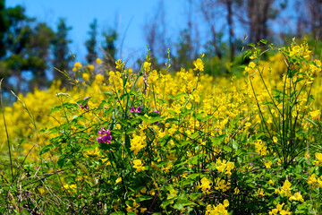 Colourful summer with Genisteae flowers in italian country, Sale San Giovanni village, Langhe region, Piedmont, Italy