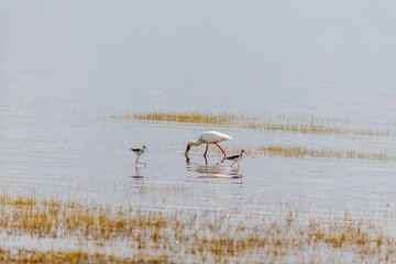 wildlife at lake Manyara in Tanzania