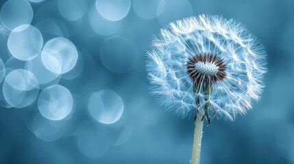   A tight shot of a dandelion against a blue backdrop, softly blurring the dandelion image - Powered by Adobe