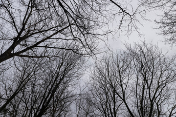 bare branches of maples in the winter season in the park