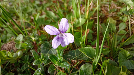 Viola mandshurica, violet flower in the grass