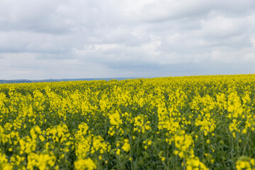 Fototapeta premium yellow rapeseed flowers against the sky with clouds