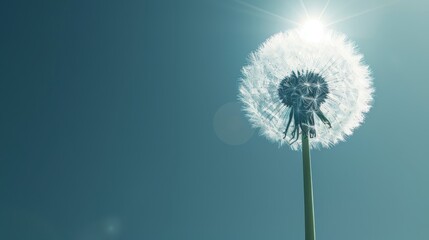   A dandelion, with sun casting golden light on its head, against a backdrop of blue sky