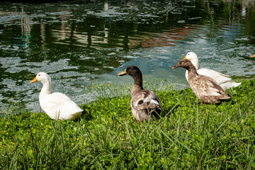 few ducks, white and brown, near the lake