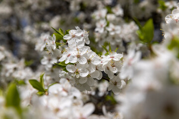 blooming white small flowers trees in the orchard