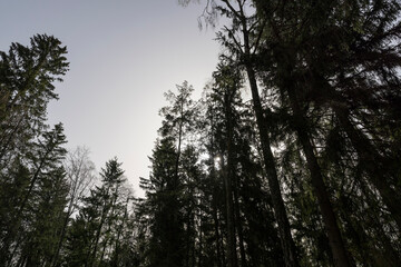 tall old pines with long green needles, tops