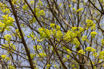 the first foliage on the maple tree in spring