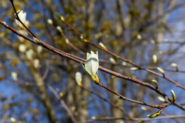 beautiful new rowan foliage in sunny weather