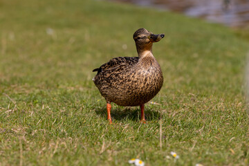 a group of ducks on the river in spring
