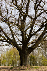 one oak in a field with plowed soil