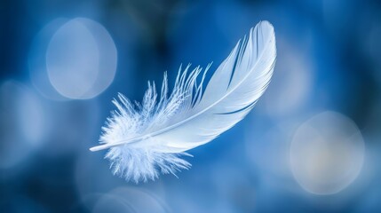   A tight shot of a pristine white feather against a blue backdrop, softened by out-of-focus lights in the distance