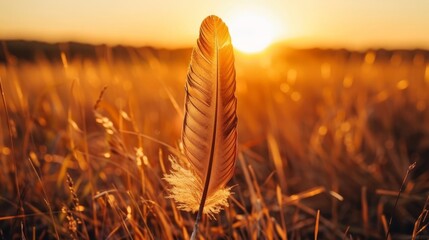   A bird's feather up-close amidst tall grasses, sun behind
