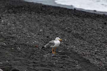 seagull in volcanic landscape on the island of Stromboli