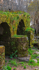 Lush carpet of moss of different textures lining a wall with ancient arches
