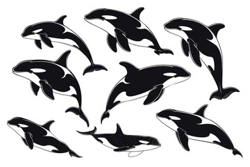 Naklejka premium A group of black and white killer whales swimming together. Suitable for marine life concepts