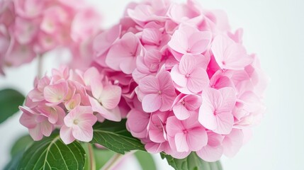 Pink hydrangea flowers are showcased beautifully against a pristine white backdrop