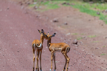 wildlife at lake Manyara in Tanzania