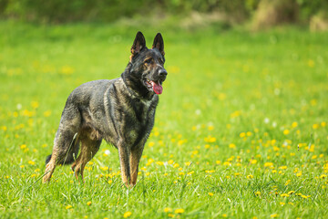 female German Shepherd Dog Portrait