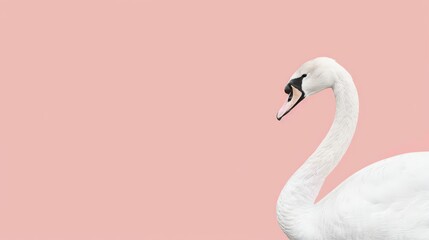   A white swan stands before a pink backdrop, sporting a single black mark on its neck