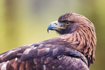 female White-tailed eagle (Haliaeetus albicilla) close up portrait