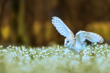 barn owl (Tyto alba) sitting on a forest pallet full of snowbells