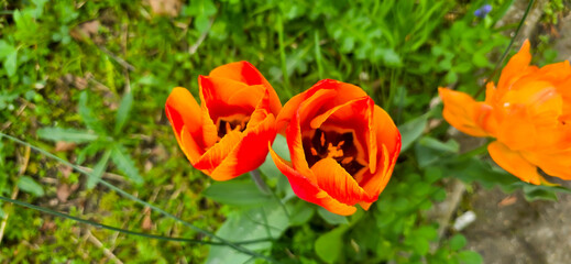 Tulips in the garden, herald of spring