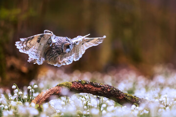 long-eared owl (Asio otus) flying over a forest pallet full of snowbells