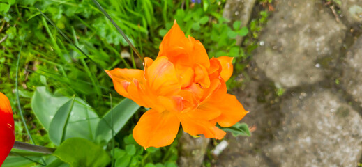Tulips in the garden, herald of spring