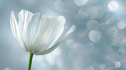   A white flower in focus against a backdrop of blue and white Background lightly blurred with bokeh of soft, diffused light