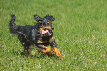 black and gold Hovie dog hovawart in the running