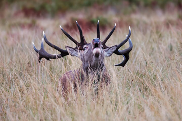 Richmond park, the red deer (Cervus elaphus) in the ferns in the detail