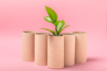 Empty toilet paper roll. Empty toilet paper rolls and plant for on background. Paper tube of toilet paper. Place for text. Copy space. Flat lay. Eco-friendly reuse recycle