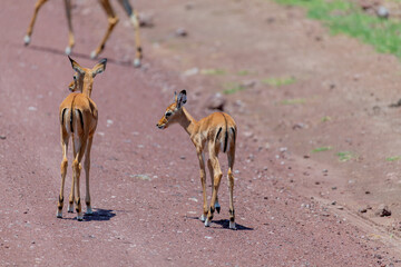 wildlife at lake Manyara in Tanzania