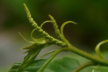 Branch with male flowers of edible chestnuts; Castanea Sativa or Castanea Vesca; macro photography	