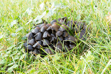 Brauner Pilz in grüner Wiese